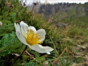 35 Dryas ocotopetala (Camedrio alpino) 